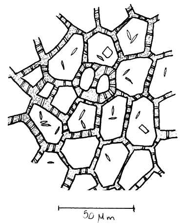 cp cr 25 µm a 50 µm b 20 µm c 50 µm d 20 µm e 50 µm f Figura 5. Vistas frontais, em MO, das lâminas foliares de: a,b. Maytenus ilicifolia; c,d. Sorocea bonplandii; e,f.