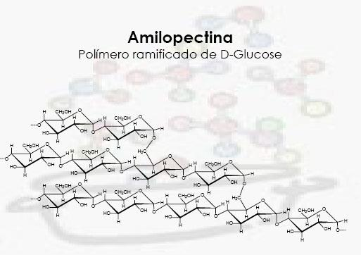 Amido Dois polímeros de glicose» Amilose (ligação 1-4, forma linear)» Amilopectina (ligação 1-4,ramificações 1-6)» Variações nas proporções entre estes componentes podem resultar em grânulos de amido
