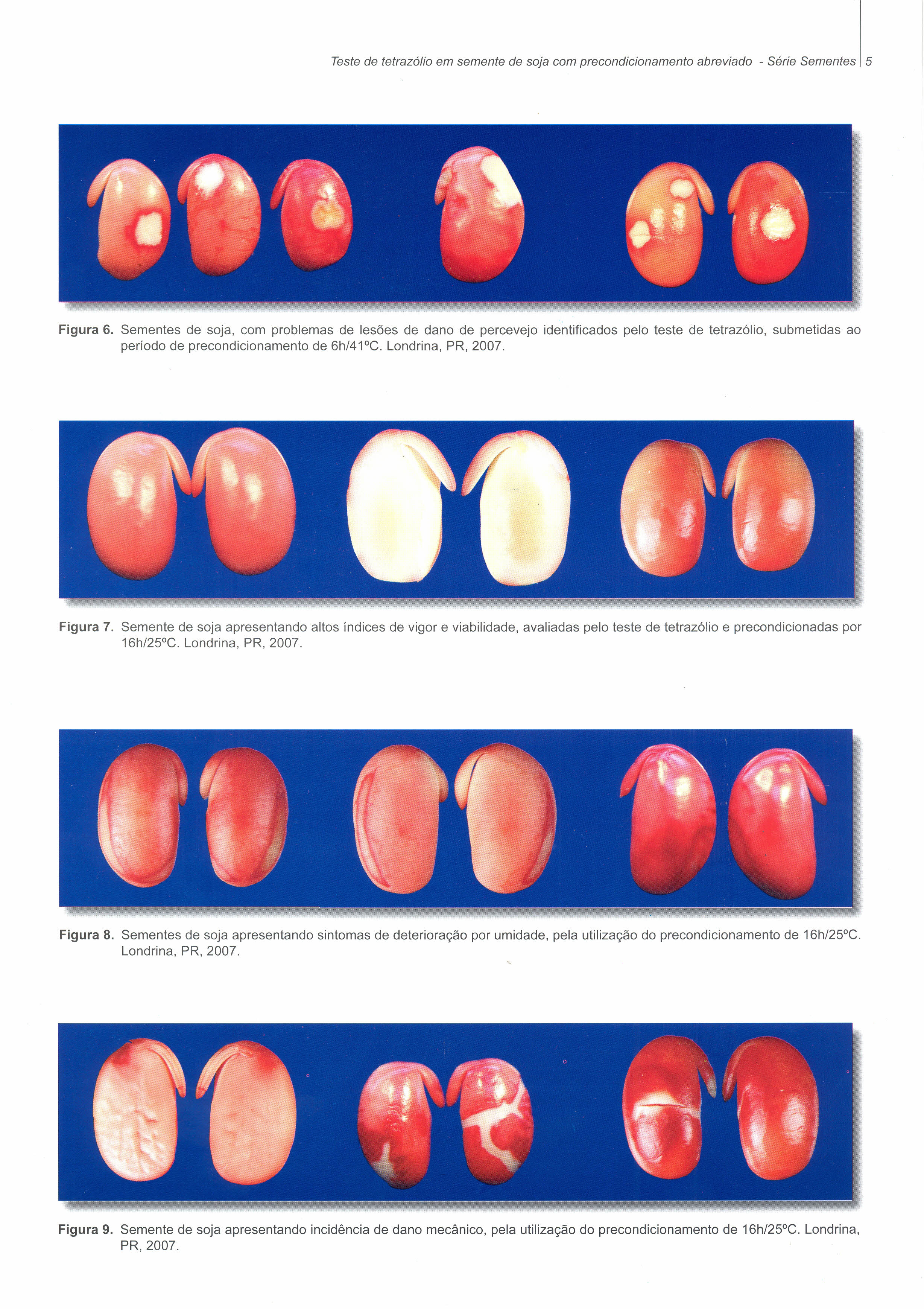 Teste de tetrazólio em semente de soja com precondicionamento abreviado - Série Sementes Figura 6.