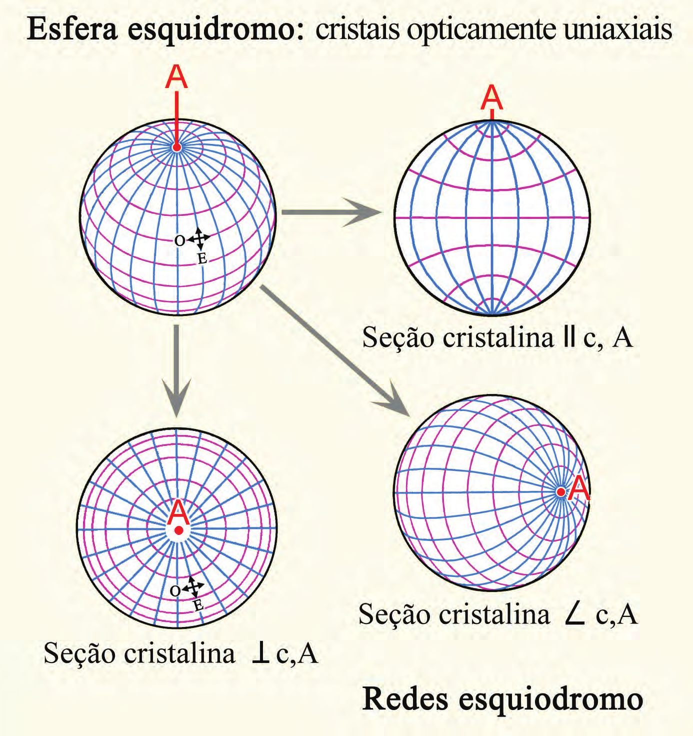Métodos conoscópicos Figura 4-49. Esfera esquiodromo e projeções para cristais opticamente uniaxiais.