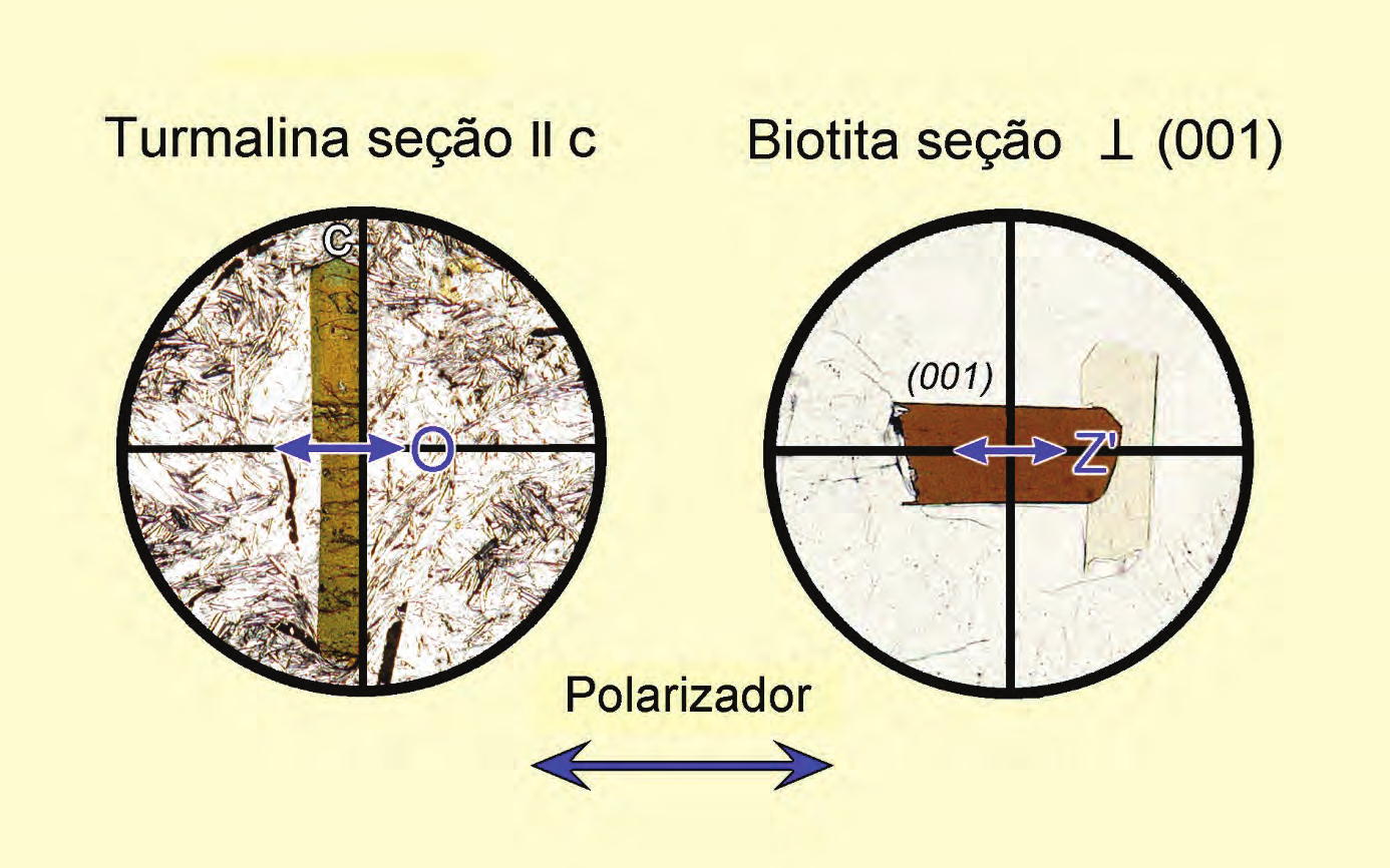 Guia para Microscopia O microscópio petrográfico Figura 1-10. Rotina para verificar a orientação do polarizador inferior, utilizando a turmalina ou a biotita.