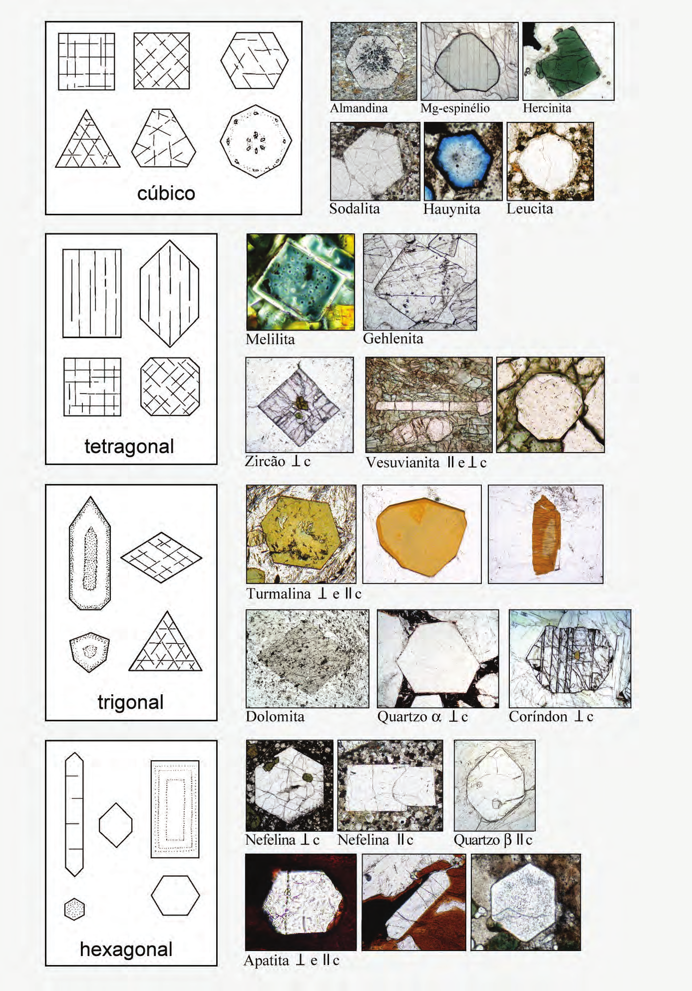 Guia para Microscopia Propriedades morfológicas: forma