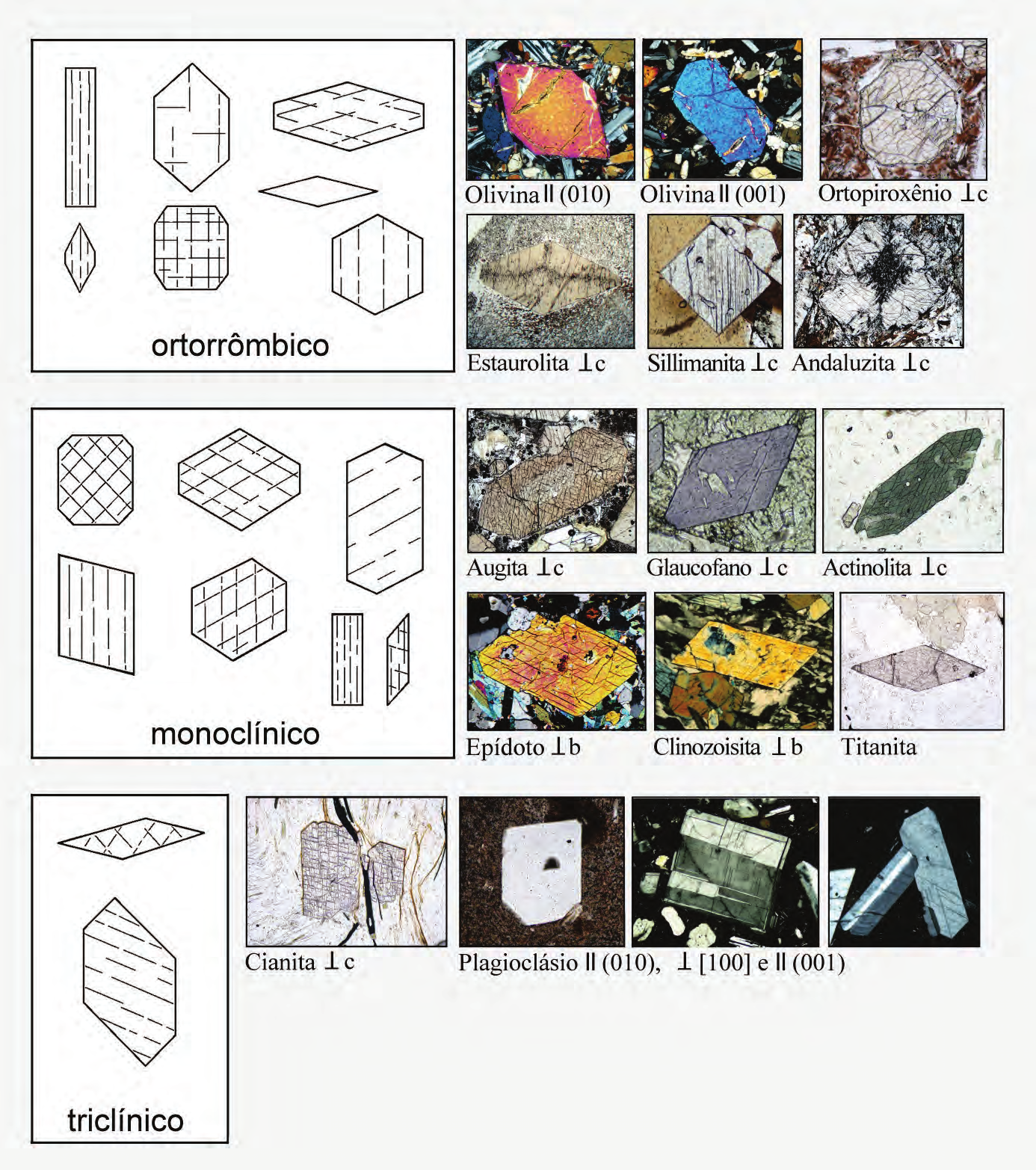 Guia para Microscopia Propriedades morfológicas: forma e