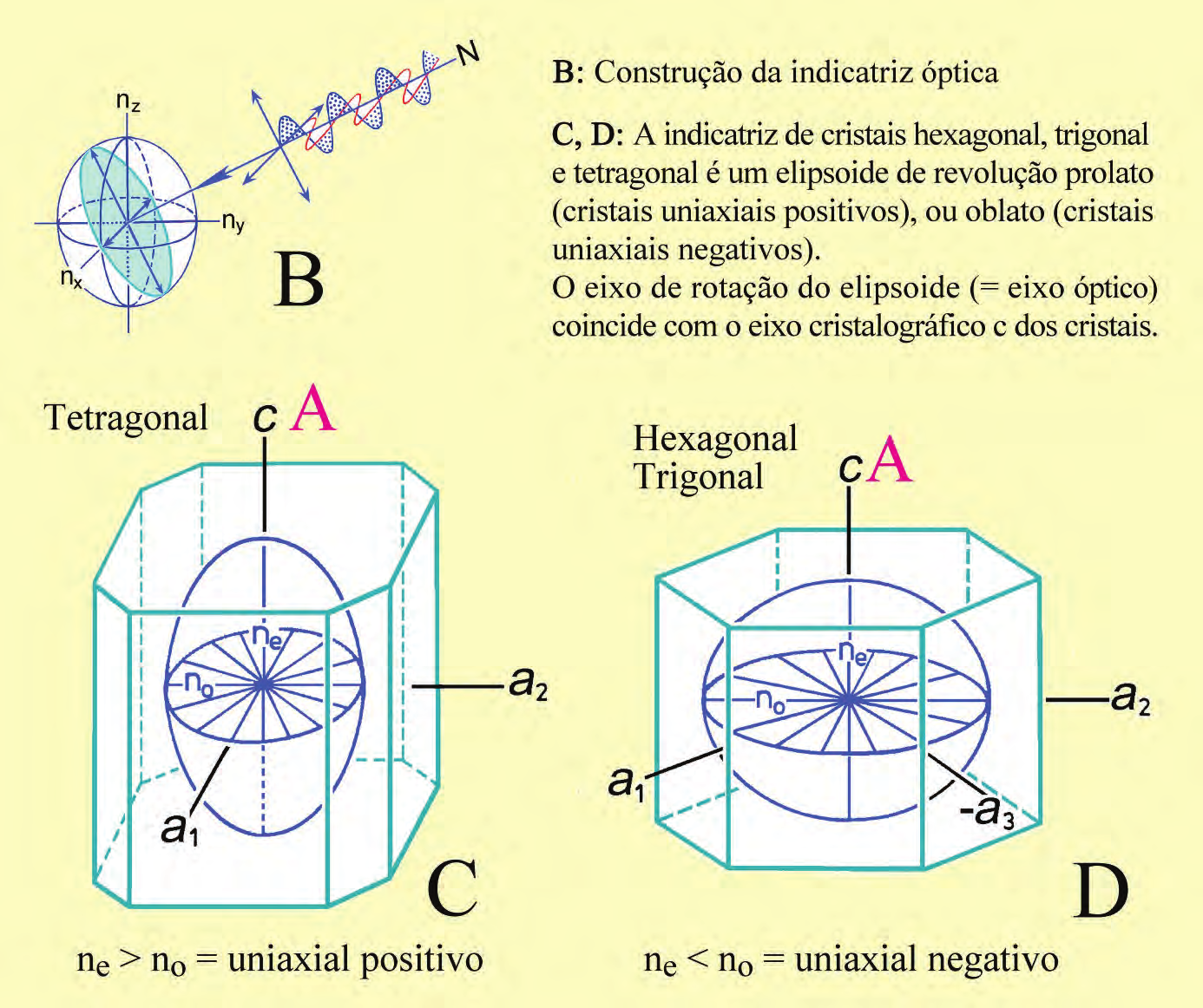 Propriedades ópticas: princípios básicos Figura 4-6. Minerais opticamente uniaxiais; superfícies 3D para v e n.
