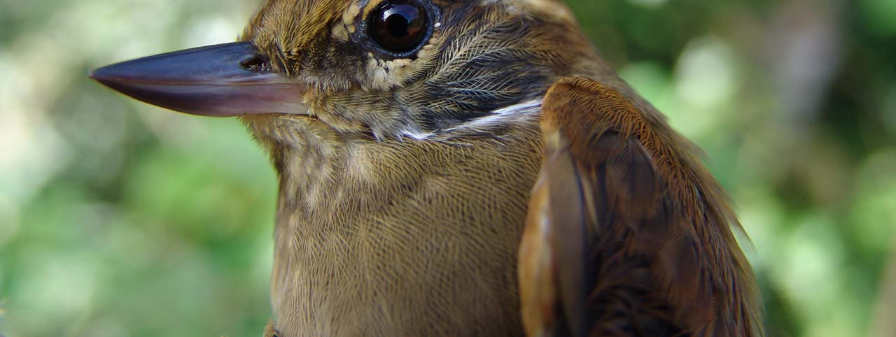 Assentamento California AVIFAUNA No.