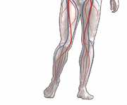 Sistema Circulatório Composto pelo coração, vasos sanguíneos (artérias, veias e capilares) e sangue Responsável, através do transporte do sangue, pela