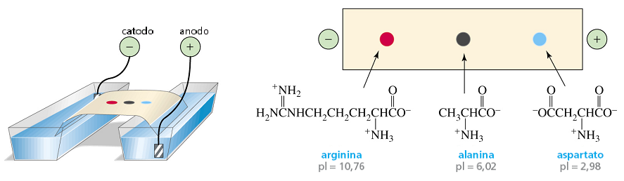 Aminoácidos Aula 3 Um aminoácido com pi menor do que o pi do ph da solução do tampão terá uma carga global negativa e migrará em direção ao anodo (o eletrodo positivo).