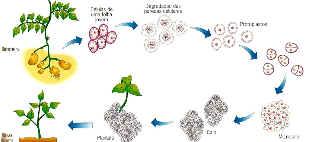 Multiplicação vegetativa Cultura in vitro Regeneração de plantas a partir de protoplastos: podem ser cultivados in vitro e regenerar plantas