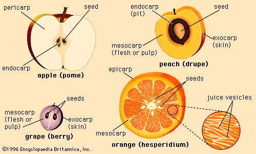 Tipos de frutos Pomo
