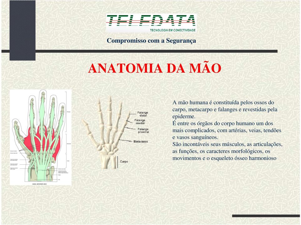 É entre os órgãos do corpo humano um dos mais complicados, com artérias, veias, tendões e vasos sanguíneos.