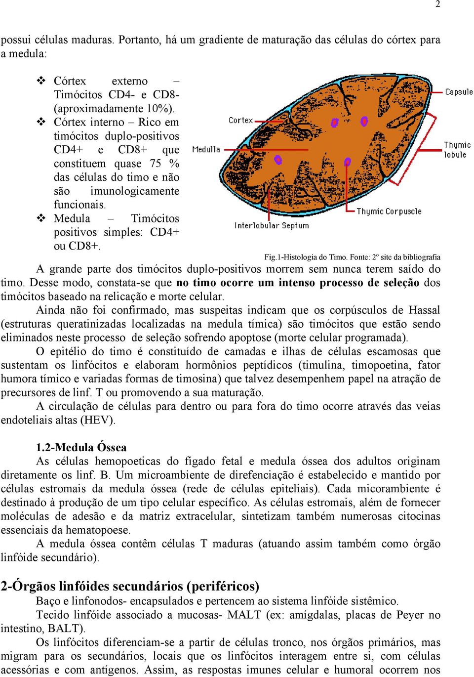 Fig.1-Histologia do Timo. Fonte: 2º site da bibliografia A grande parte dos timócitos duplo-positivos morrem sem nunca terem saído do timo.