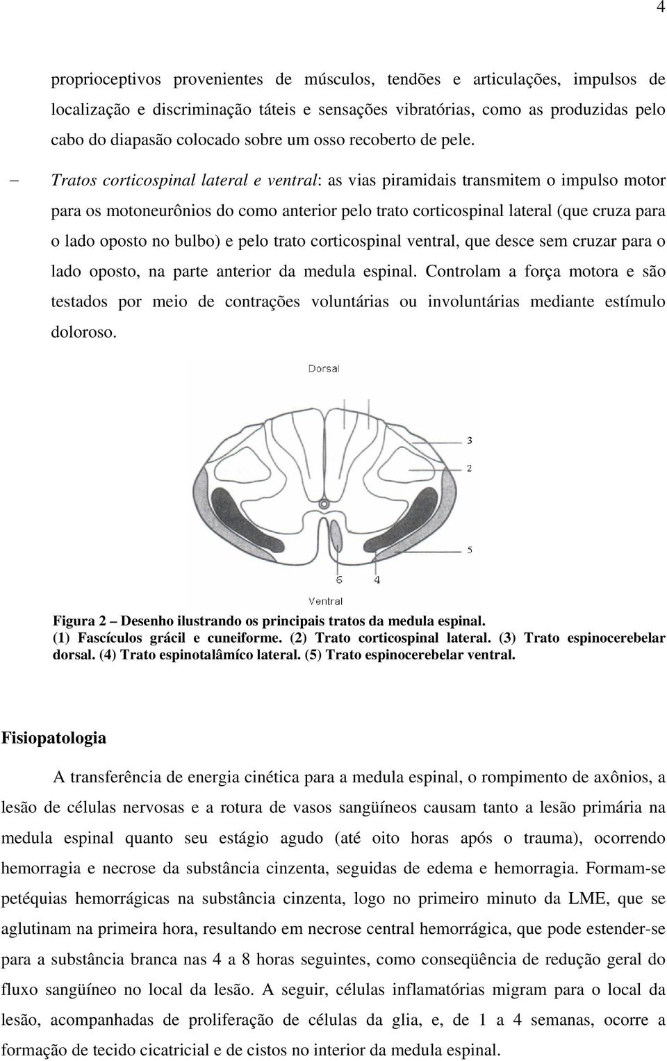 Tratos corticospinal lateral e ventral: as vias piramidais transmitem o impulso motor para os motoneurônios do como anterior pelo trato corticospinal lateral (que cruza para o lado oposto no bulbo) e