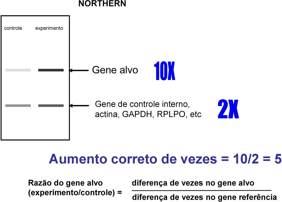= 10/2 = 5 Razão do gene alvo (experimento/controle) =
