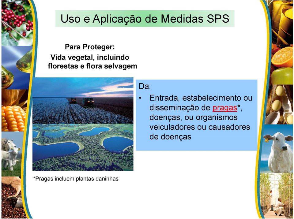 estabelecimento ou disseminação de pragas*, doenças, ou