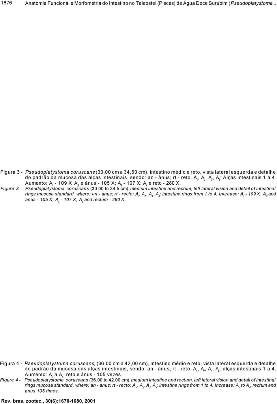 A 1, A 2, A 3, A 4 : Alças intestinais 1 a 4. Aumento: A 1-109 X ; A 2 e ânus - 105 X; A 3-107 X; A 4 e reto - 280 X. Figure 3 - Pseudoplatystoma coruscans (30.00 to 34.