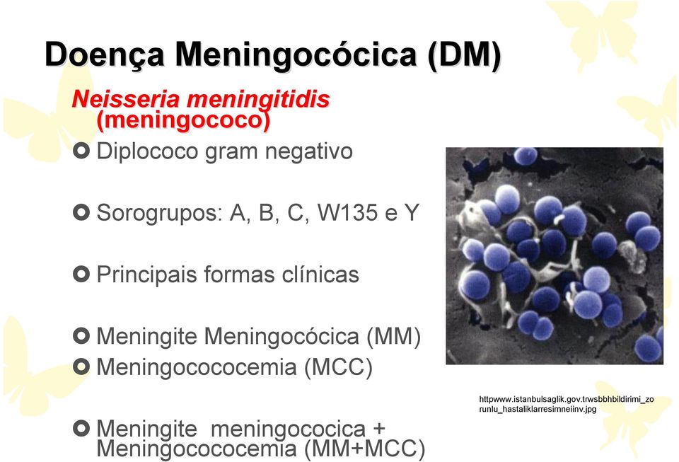 Meningocócica (MM) Meningocococemia (MCC) Meningite meningococica +
