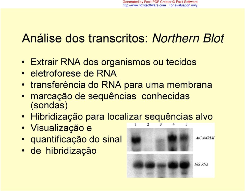 marcação de sequências conhecidas (sondas) Hibridização para