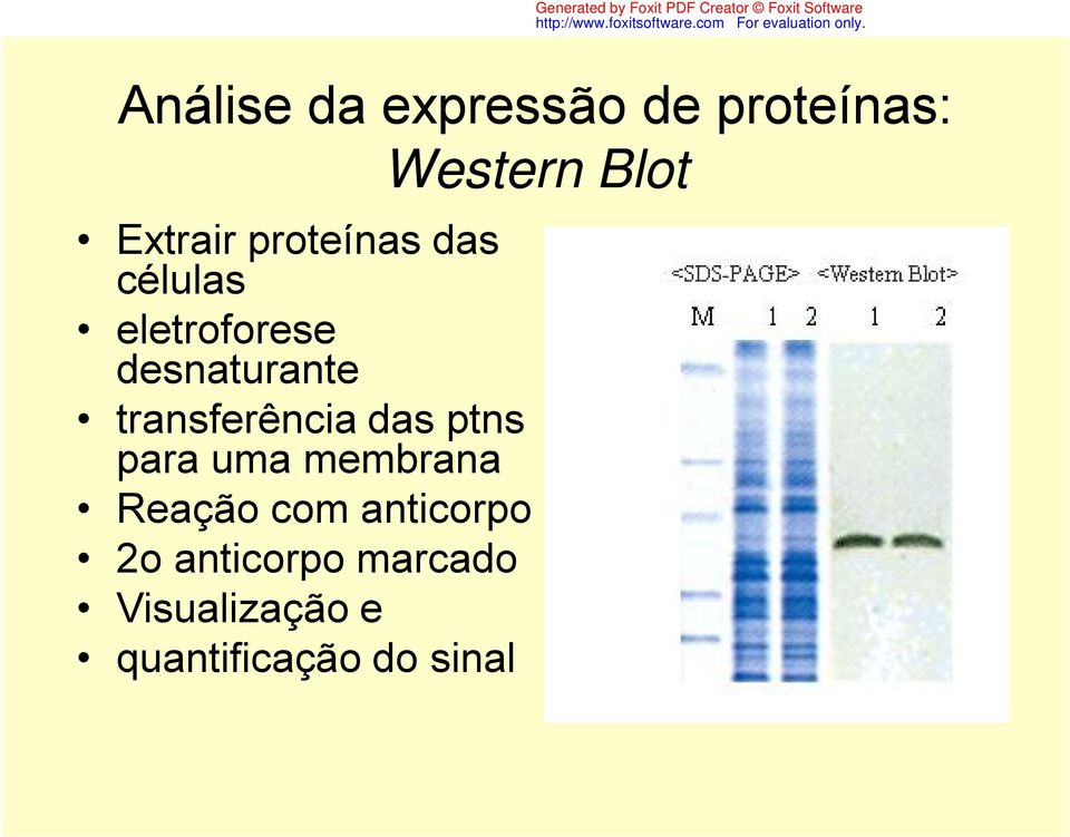 ptns para uma membrana Reação com anticorpo 2o