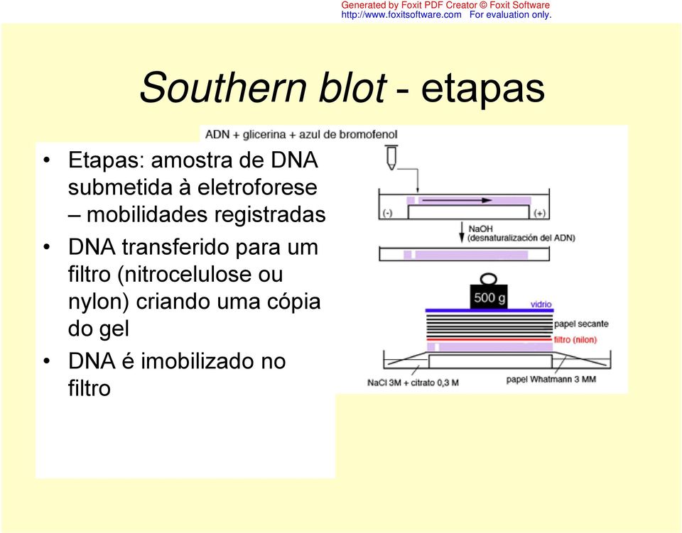 DNA transferido para um filtro (nitrocelulose ou