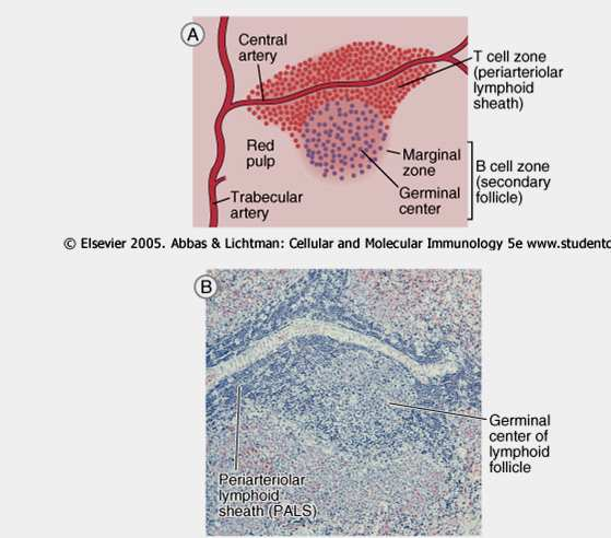 LINFONODOS: LINFONODOS: Centro germinal (Proliferação de células B) Estruturas ovais situadas ao longo do sistema linfático Região cortical (células B) Região Paracortical (células T) Vaso linfático
