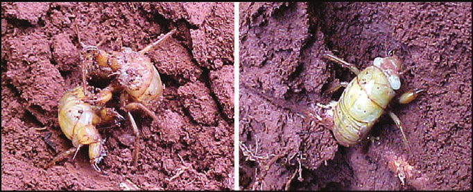 16 Cigarras-do-cafeeiro em Minas Gerais a terra, facilitando, assim, ao inseto a abertura, com as pernas anteriores fossoriais (para escavação), de uma cavidade (câmara, célula ou galeria) no sentido