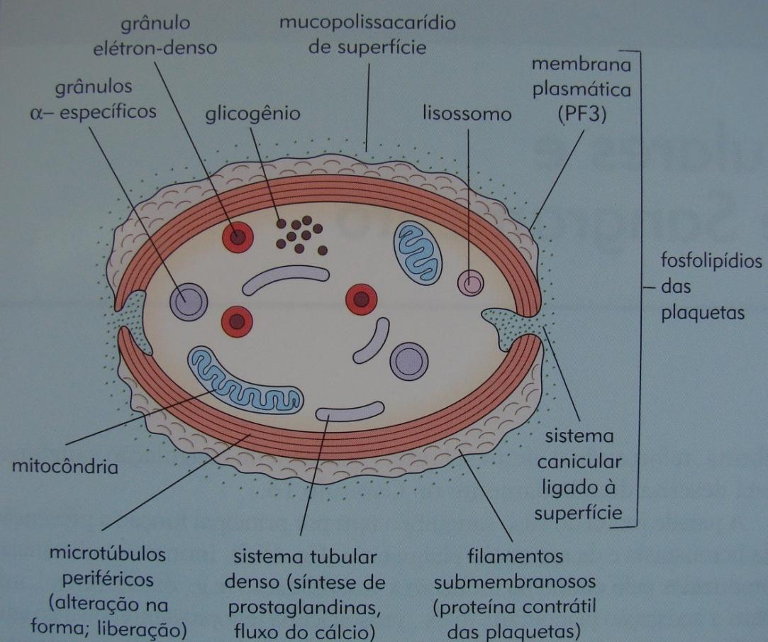 Morfologia