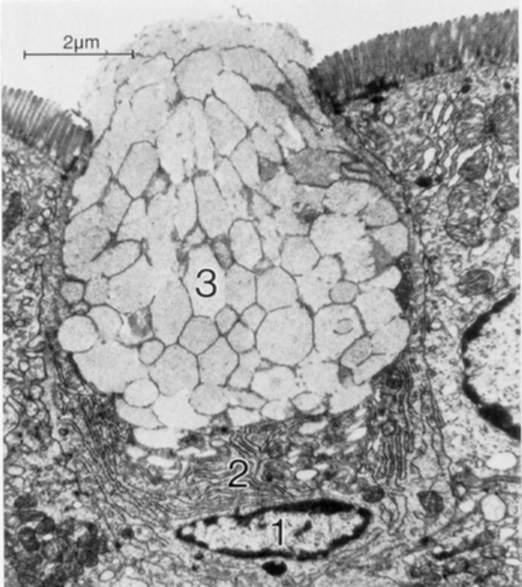 Célula caliciforme Placas de Peyer 3 ou + nódulos linfáticos (no íleo), elemento da mucosa, mas que pode romper a muscular da mucosa e invadir a submucosa Submucosa glândulas duodenais ou de Brünner