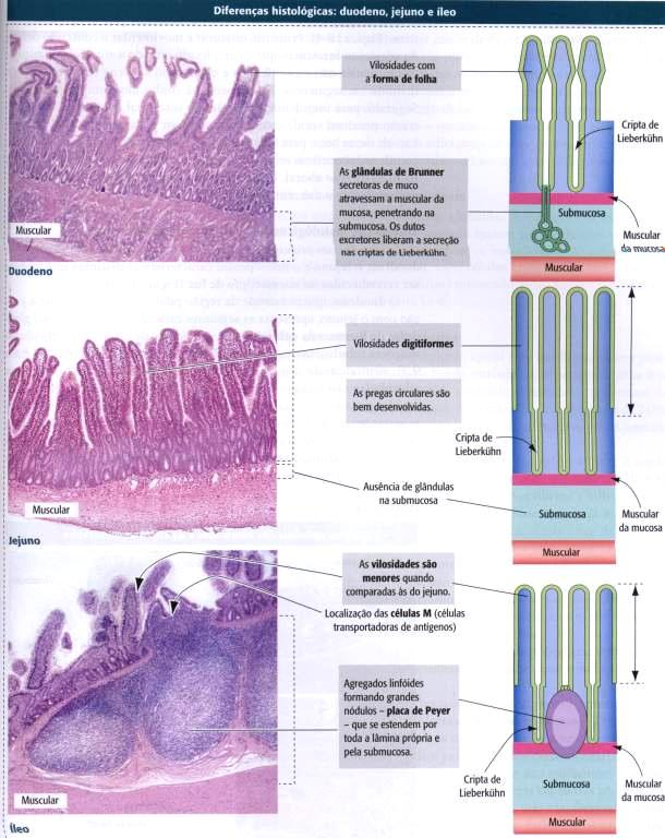 DUODENO Intestino grosso JEJUNO Membrana mucosa lisa sem vilosidades Epitélio simples cilíndrico com muitas células