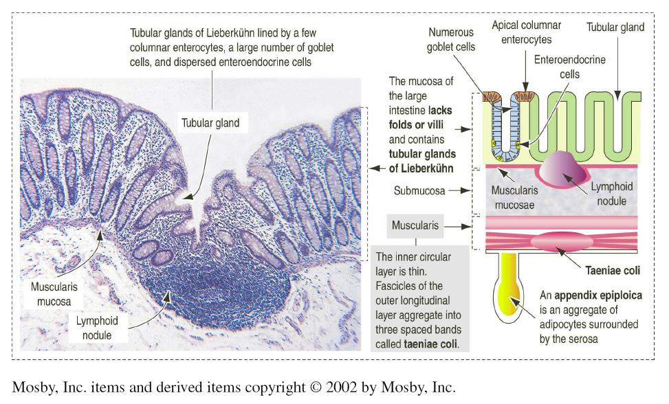 INTESTINO GROSSO Glândulas de Lieberkühn