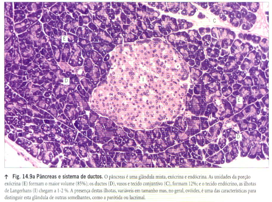 PÂNCREAS Glândula mista exócrina (acinosa) + endócrina (cordonal) Porção exócrina: acinosa, com células do ducto intercalar penetrando o ácino (visualização da célula centro-acinosa) Produz: secreção