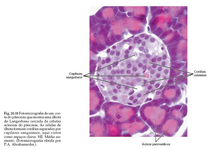 Porção endócrina do pâncreas Ilhotas de Langerhans = são glândulas endócrinas cordonais, ricamente capilarizadas (capilares fenestrados) incrustadas na porção exócrina do pâncreas Composta de vários