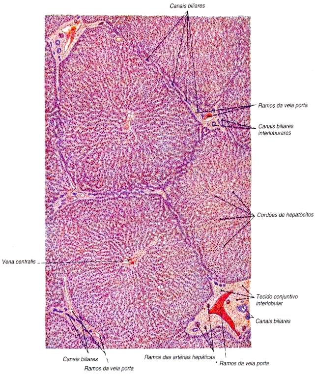 Arquitetura do fígado: Cápsula do órgão invagina (no porco) e divide o fígado em lóbulos com formato hexagonal ou pentagonal.