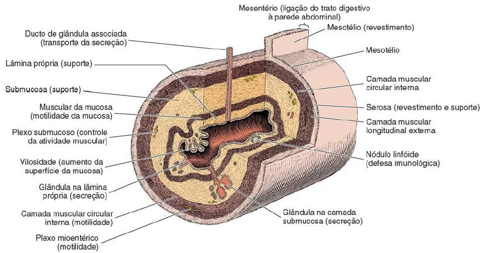 Estrutura geral do tubo digestivo Camada Mucosa Epitélio de revestimento simples colunar (MV, céls. caliciformes, céls. mucosas, céls. secretoras de enzimas, céls.