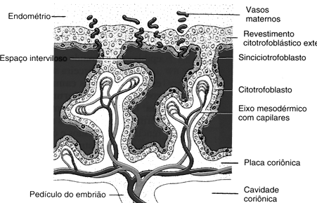 Capilares das vilosidades fundem-se final 3ª sem: o sangue do embrião