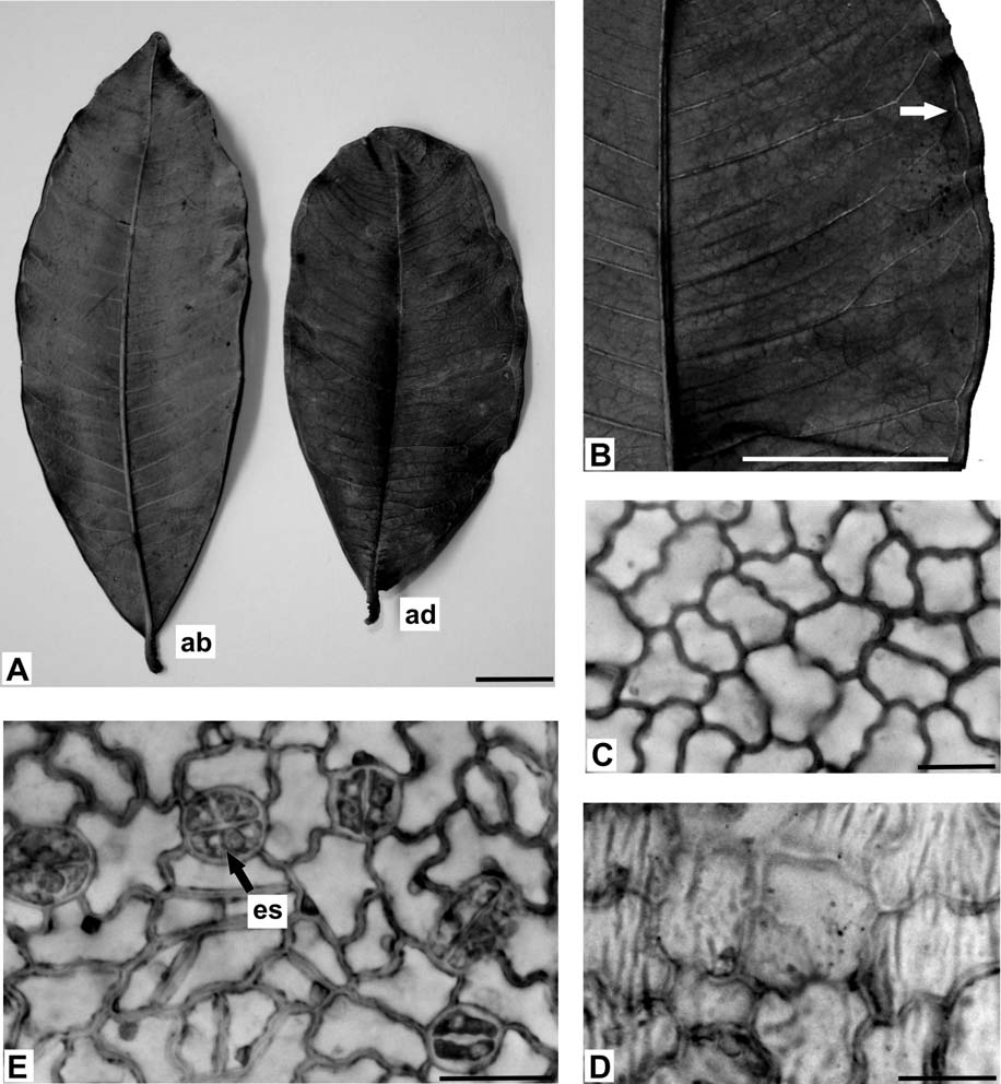 MUNDO S.R. & DUARTE M. do R. Figura 2. Lafoensia pacari A. St.-Hil. - folha: A. folhas simples; B. nervação foliar camptódroma-broquidódroma, C, D.