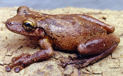 Leptodactylus Scinax hayii flavopictus - Macho Ciências Os vertebrados SAPO: A pele é rugosa e fosca; tem bolsas nas laterais