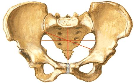 CARTILAGINOSAS ou ANFIARTROSE Ossos unidos por cartilagem Permitem movimentos limitados. Sincondroses Ossos são mantidos juntos por cartilagem hialina.