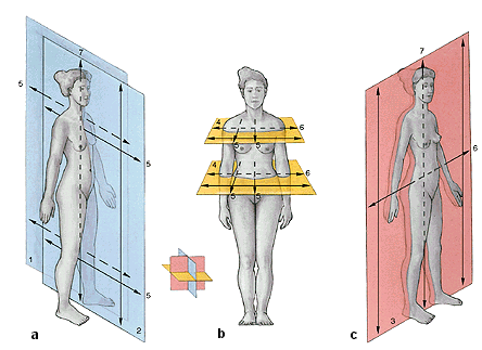 DIVISÃO DO CORPO HUMANO Cabeça Pescoço Tronco Membros Crânio (crânio neural) proteção do encéfalo Face (crânio visceral) sistemas viscerais União da cabeça com o