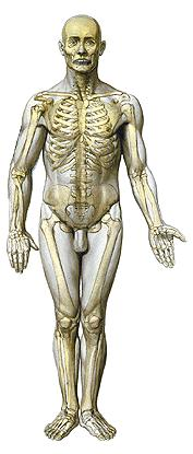 SISTEMA ESQUELÉTICO / OSTEOLOGIA Osteologia é a parte da Anatomia Humana que estuda os ossos, que são estruturas rígidas, esbranquiçadas e resistentes, que apresentam, em um adulto, a quantidade de