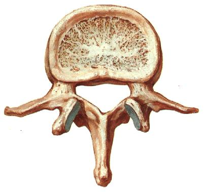 PLANOS OU LAMINARES: Comprimento e largura equivalentes, sendo maiores que a espessura.