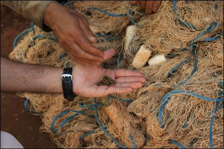 existe risco de invasão. Em entrevista com pescador da região foi encontrada uma rede de pesca com conchas de mexilhão dourado (Figura 72 B).