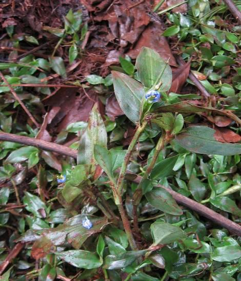 Figura 80 Aspecto geral de Pistia stratiotes. Commelina difusa: conhecida como trapoeraba, é uma planta perene, herbácea, com caule semisuculento e semi-prostado.