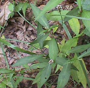 Figura 89 Aspecto geral de Apinagia yguazuensis. Polygonum hydropiperoides: planta geralmente emergente, ereta, com folhas alternadas.