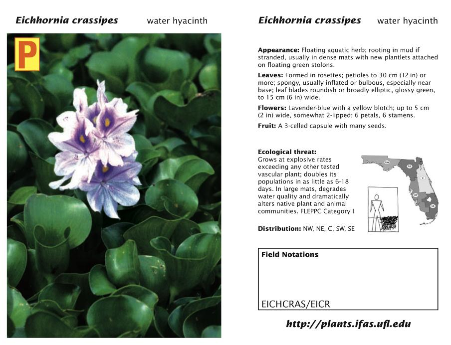 Figura 101 - Ficha de Eichhornia crassipes no sistema da Universidade da Flórida.