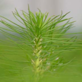 Viveiro de mudas de pinus - Raiz nua PRODUÇÃO ANUAL= 8,5 MILHÕES DE MUDAS