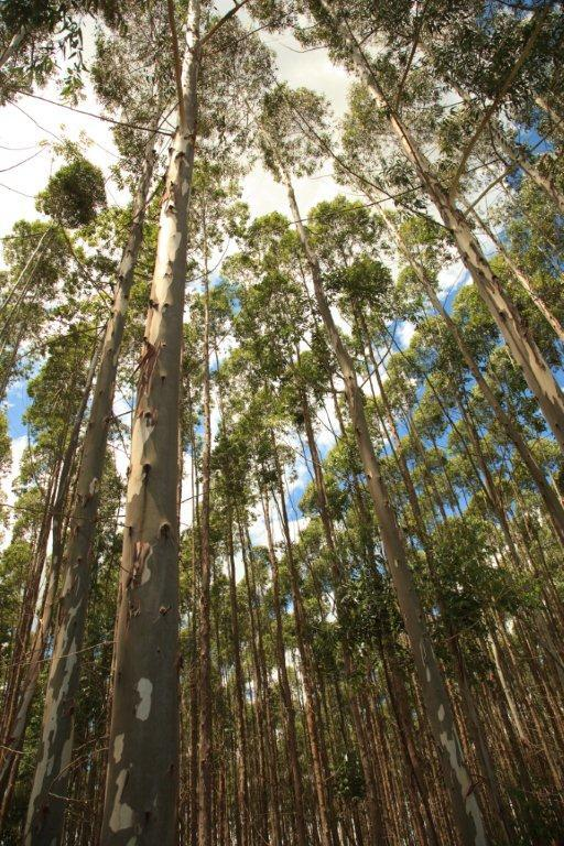 Formulação do problema Florestas plantadas de Eucalipto Característica introduzida aumento de produtividade Expressa proteína vegetal (de Arabidopsis thaliana)