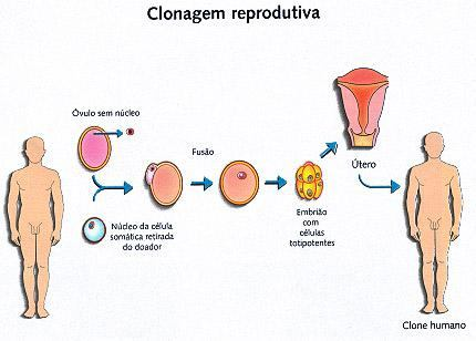 Clonagem a) clonagem reprodutiva, a que transfere-se o núcleo de uma célula adulta para um óvulo, do qual se retirou o núcleo.