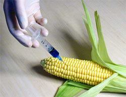 O que é um Organismo Geneticamente Modificado (OGM)?