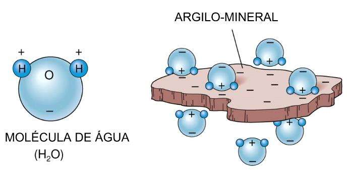 A adesão de moléculas de água nas placas de argilominerais Quanto