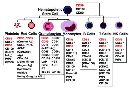 Proteínas GPI-ancoradas na superfície das células hematopoéticas Célula Tronco Hematopoética Plaquetas Eritrócitos